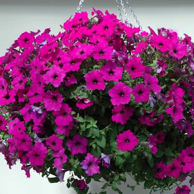 PETUNIA PENDULA EASY WAVE VIOLETTO NR.1000 SEMI PILL.
